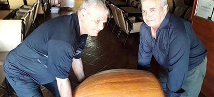 Κολοκύθα-γίγας στον Ασκό Θεσσαλονίκης -50 κιλά και με διάμετρο 1,5 μ. (εικόνες)